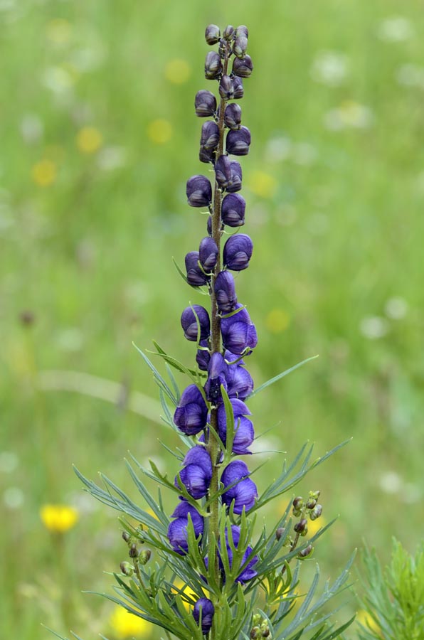 Aconitum napellus?